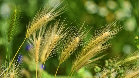 barley field wheat nature