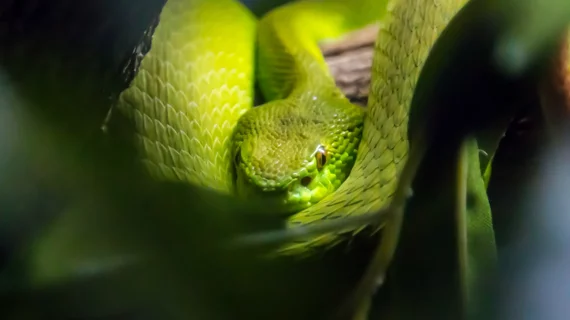 snake-istock