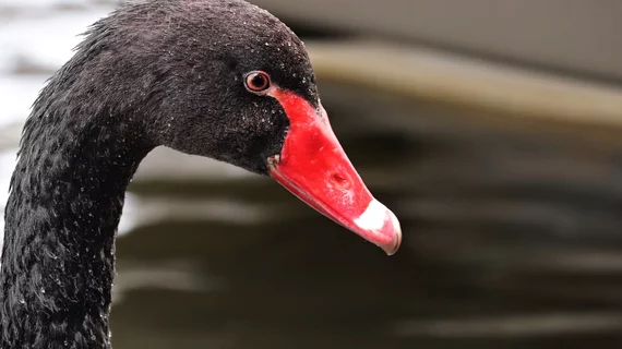 black swan 2