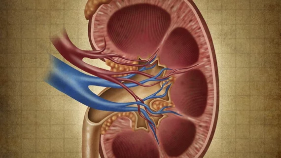 kidney